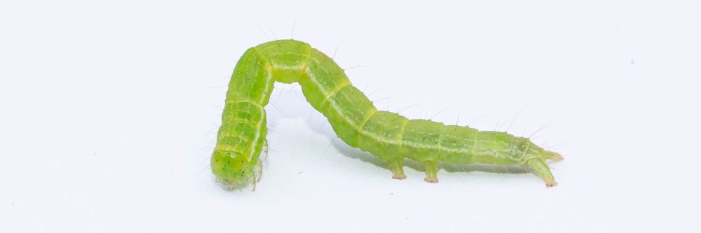 Spanworm