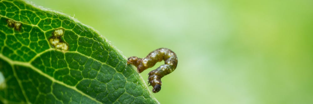 Spanworm Leaf