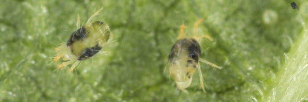 Spider Mite