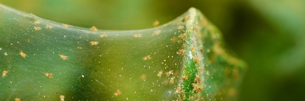 Spider Mite Web