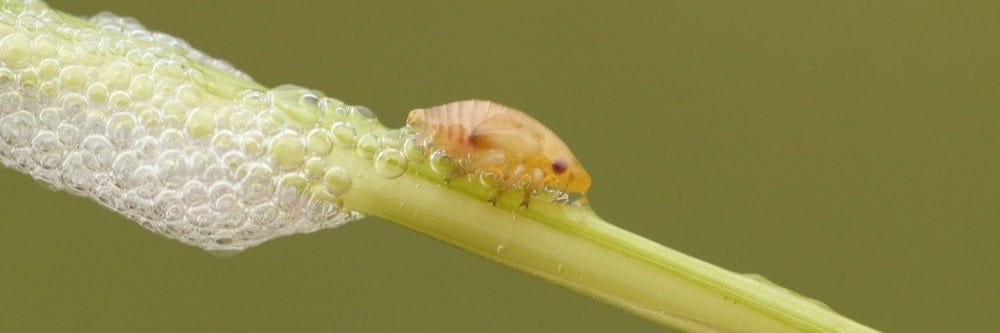 Spittlebug up close