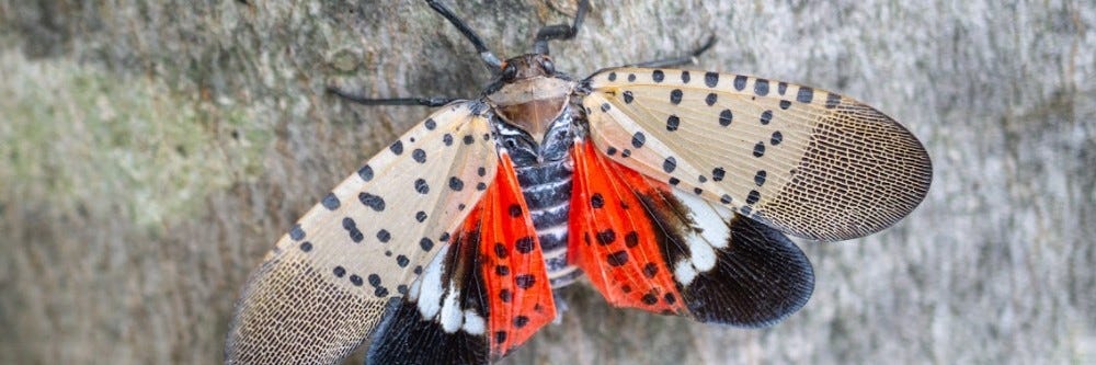 Spotted Lanternfly