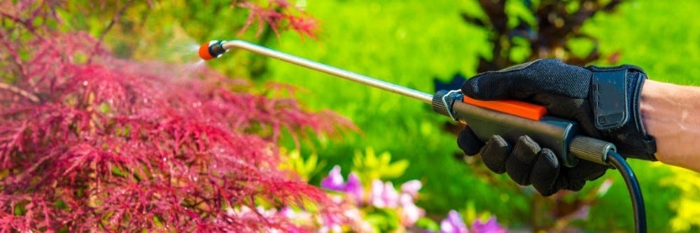 Spraying Flowering Shrub Spraying Flowering Shrub