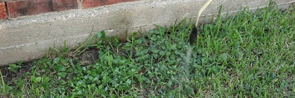 Spraying Weeds