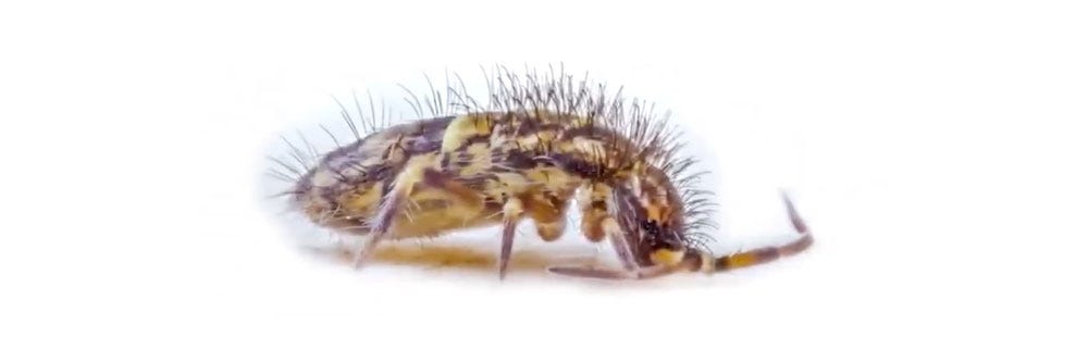 How To Control Springtails Solutions Pest & Lawn