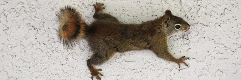 Squirrel Wall