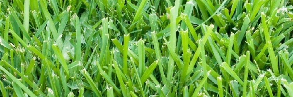 St. Augustine Grass Healthy