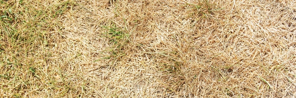 Dead grass due to nematodes