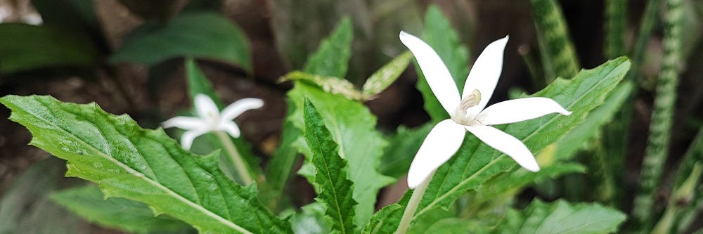 Star of Bethlehem