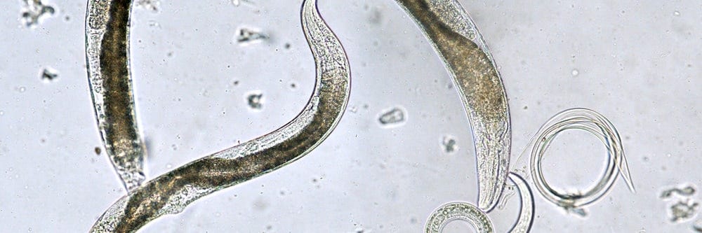 Sting Nematode