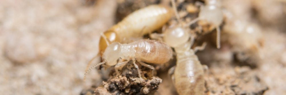 Subterranean Termites