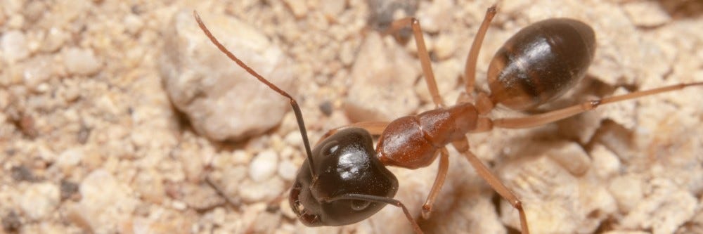 Sugar Ant