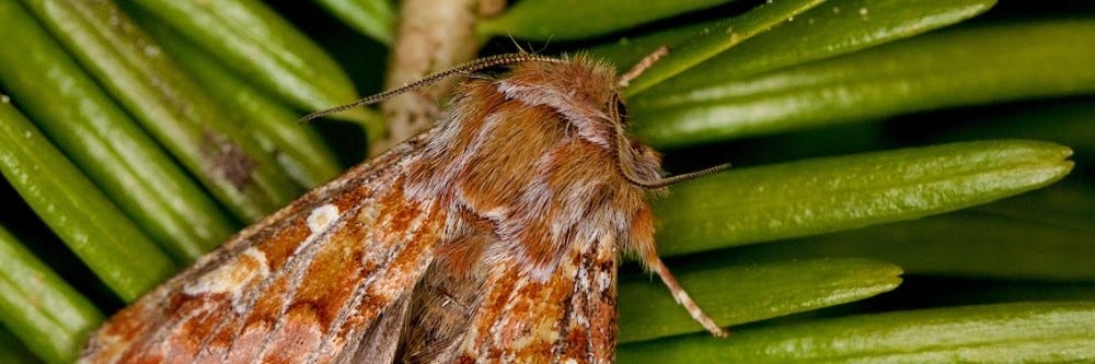 Tip Moth