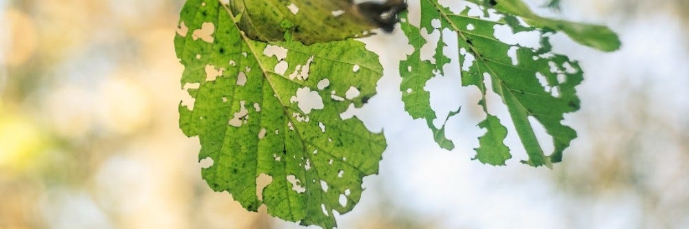 Tree Leaf Damage