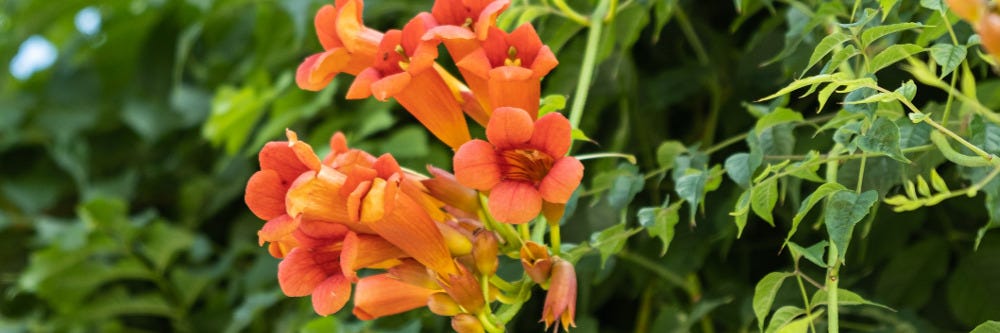 Trumpet Creeper