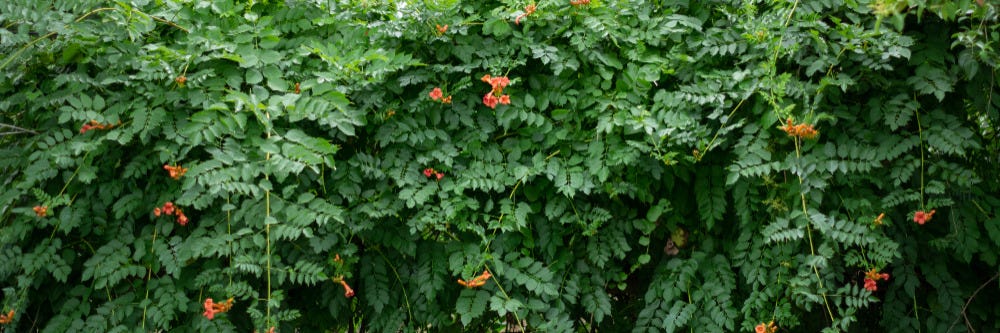 Trumpet Creeper Wall