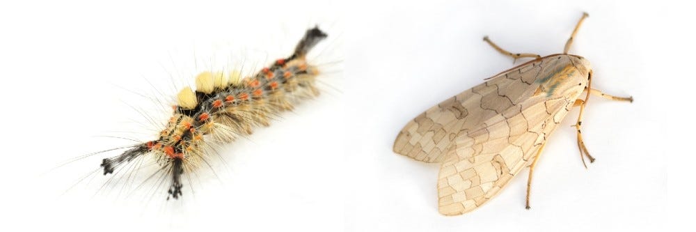 Tussock Moth Caterpillar and Adult