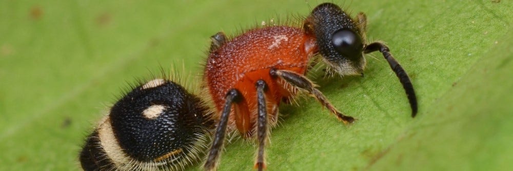 Velvet Ant