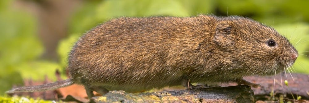 Vole In Wild