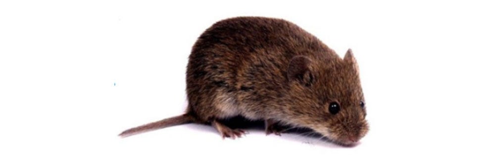 Vole