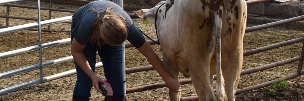 Washing Cow