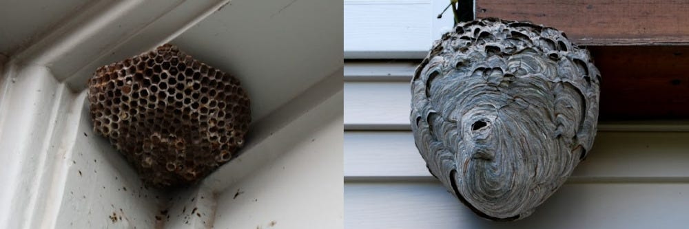 Wasp and Hornet Nest