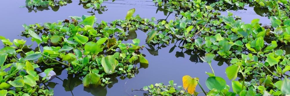 Water Hyacinth