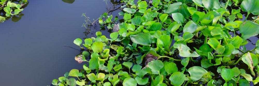 Water Hyacinth