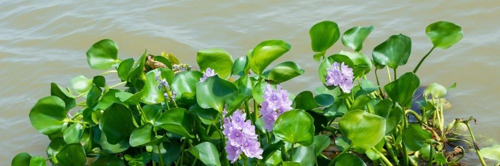 Water Hyacinth