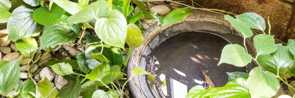 Stagnant Water in Pot