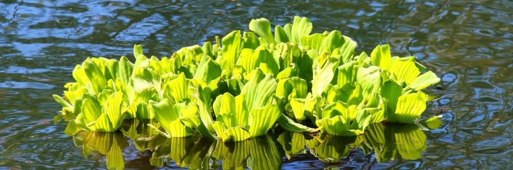 Water Lettuce