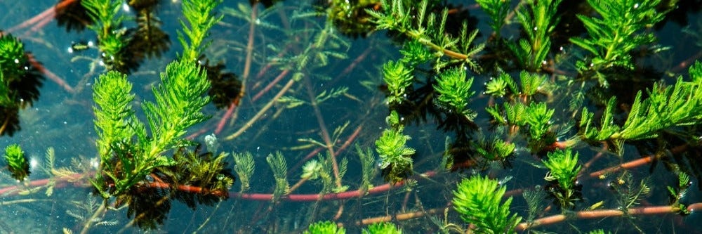 Water Milfoil