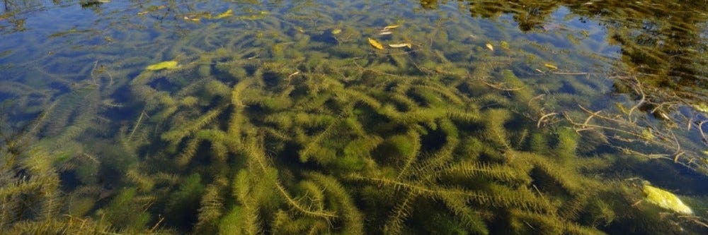 Water Milfoil