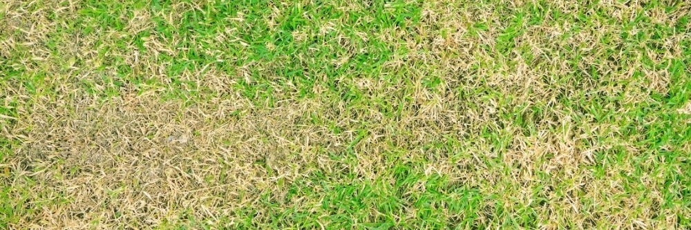 Weakened Brown Turf 