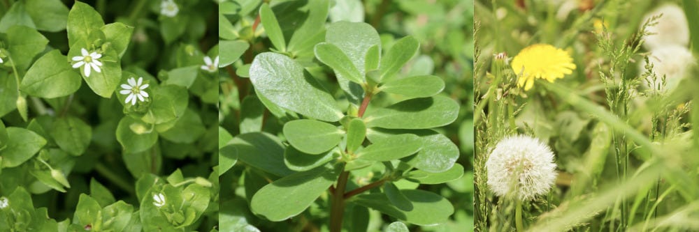 Weed in Crops