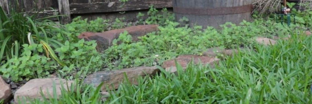 Weeds in Garden