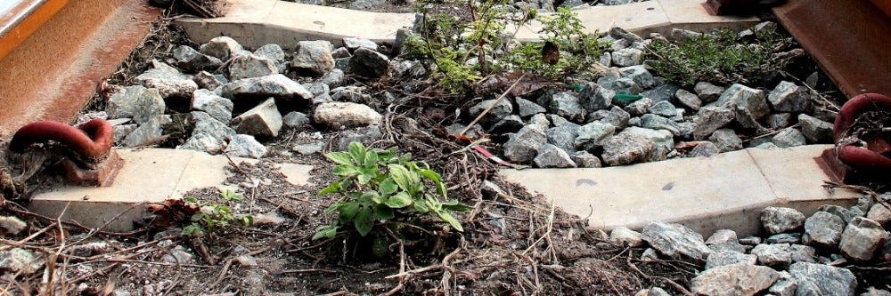 Weed in Railroad