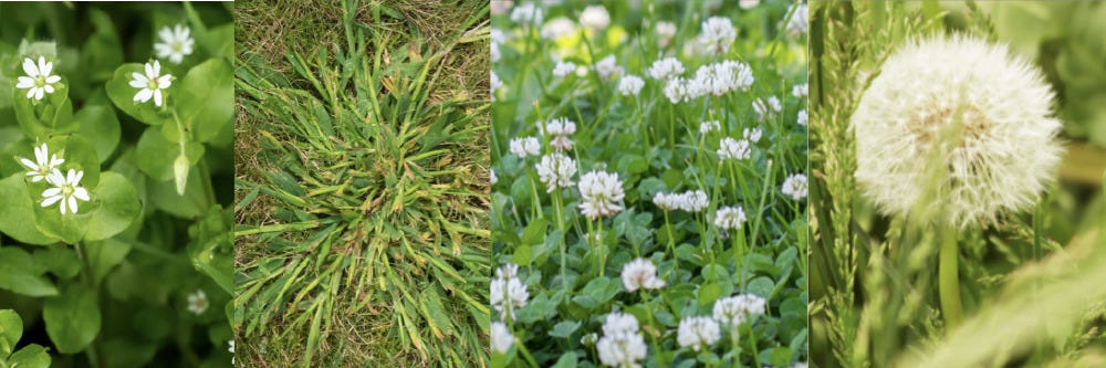 Weeds in Lawn