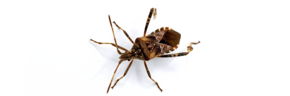 Western Conifer Seed Bug 