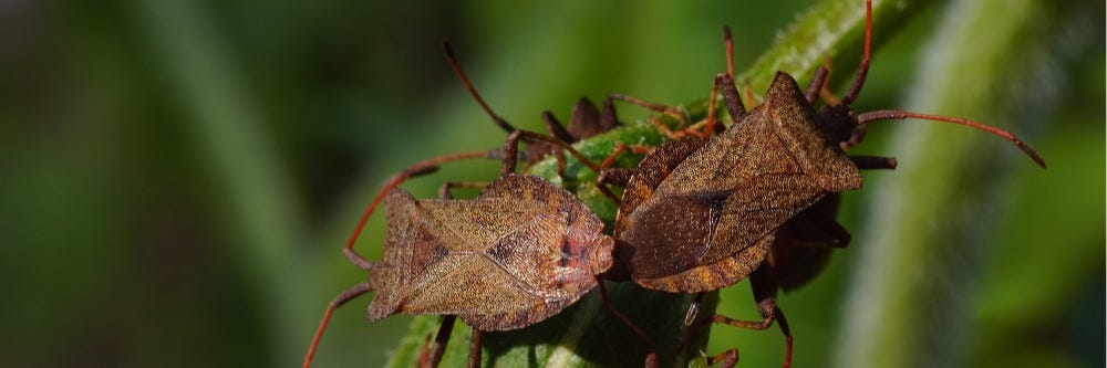 Western Conifer Seed Bugs