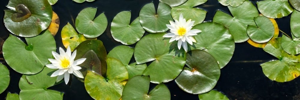 Water Lily