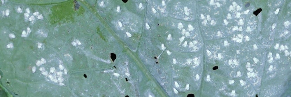 Whiteflies Sooty Mold