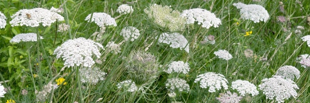 Wild Carrot