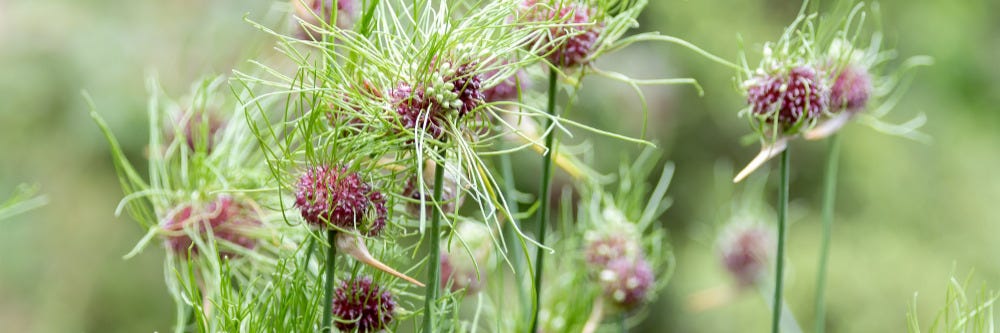 Wild Garlic