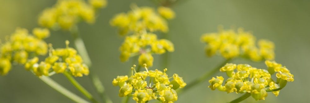 Wild Parsnip