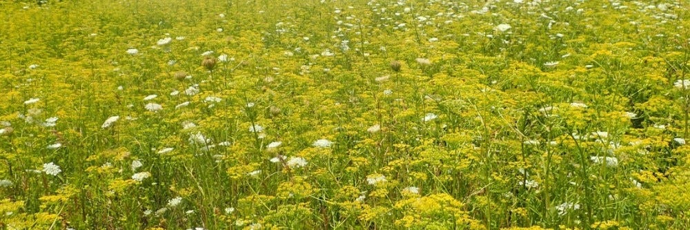 Wild Parsnip