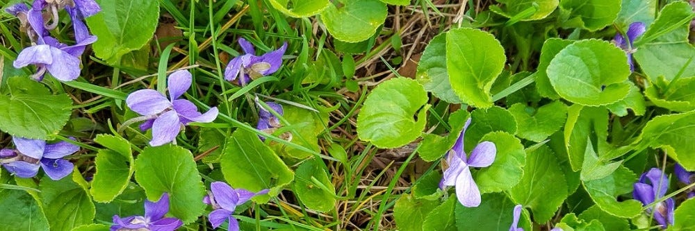 Wild Violet