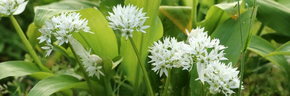 wild garlic up close