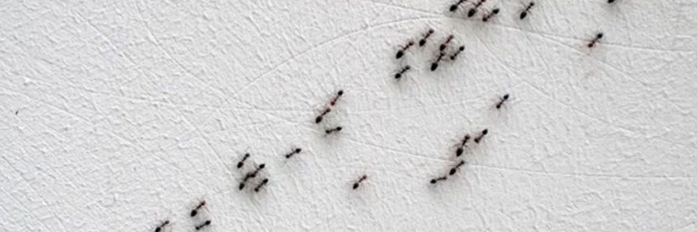 Ants crawling into bathroom on a wall