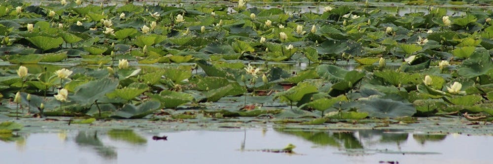 American Lotus infesting pond